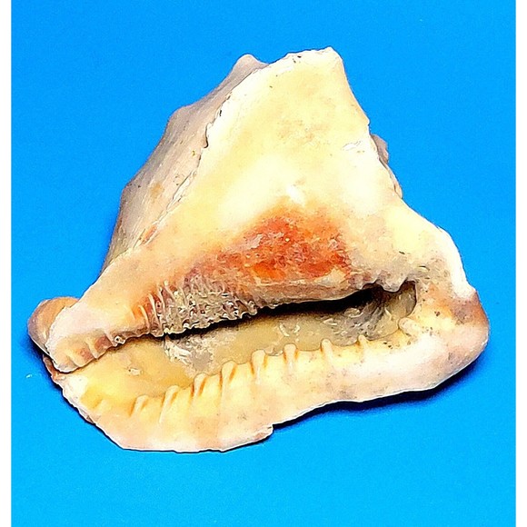 Queen Helmet Seashell Horned Gulf Conch Elaborate Opening 5.6" X 5" VGC! #D - Picture 2 of 13